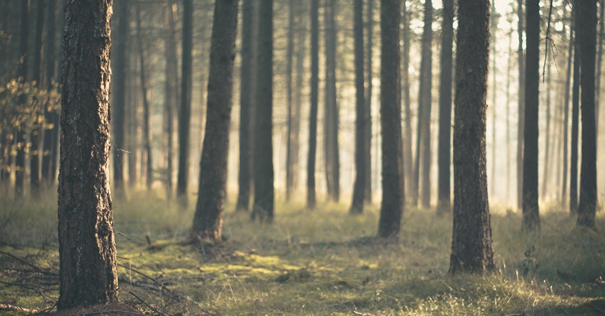 Sorüs Orman Ürünleri